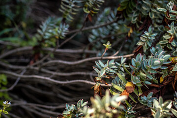 Naklejka premium A slightly yellowing bush in a garden, showing early signs of stress or disease. The image reflects natural imperfections and the challenges of plant care, making it suitable for themes related to gar