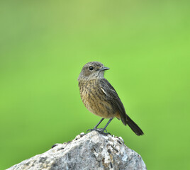 robin on the ground in green backgrounds 