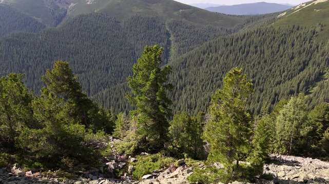 Pinus cembra mountain forests. Mountain forest ecosystems of the Carpathians, Gorgan region. Natural relict Swiss stone pine (Pinus cembra) forest in the Carpathian, Gorgan reserve, Ukraine.
