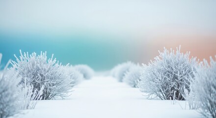 Obraz premium Frosty winter path lined with snow-covered bushes under a colorful sky