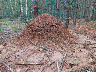 A large anthill in a coniferous forest, made of pine needles, twigs and forest debris.