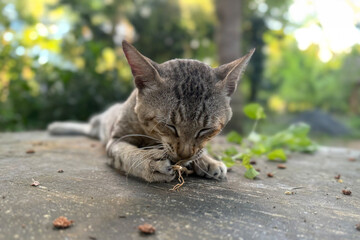 The cat is enjoying the acalypha indica plant
