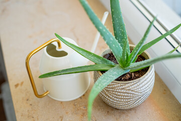 aloe houseplant in a pot, watering can for flowers on the windowsill