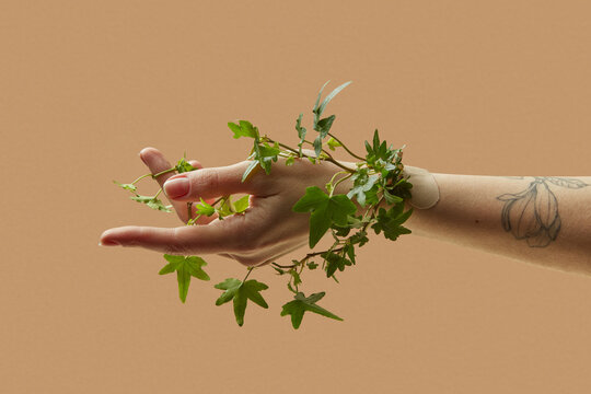 Ivy wrapped around female hand with Band-Aid