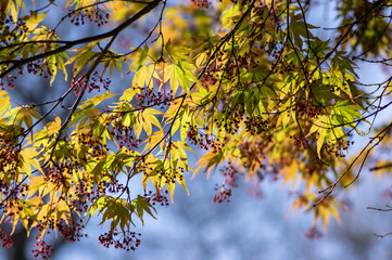 Acer palmatur smooth japanesse maple in bloom with bright colors foliage, deciduous flowering ornamental palmate small tree