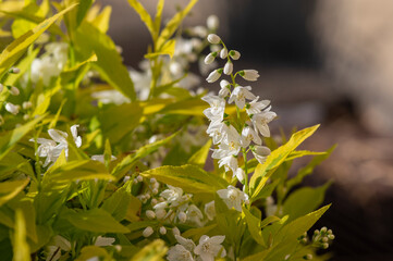 Deutzia gracilis duncan Chardonnay pearls bright white flowering shrub, beautiful ornamental flowers in bloom
