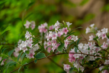 Weigela coraeensis pink white flowering shrub plant, group of colorful flowers in bloom