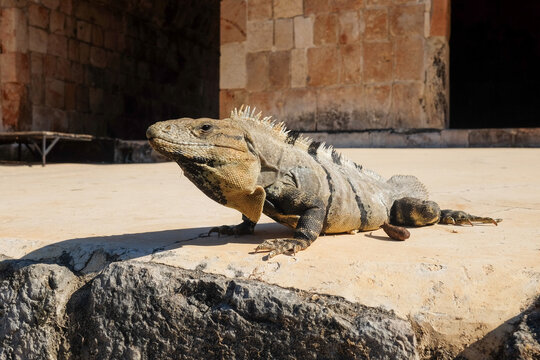Sunbathing Iguana on Dry Ground