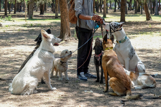 Dog Walker and Pack in the Park