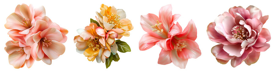 Collection of pink and peach blooming flowers isolated on white background


