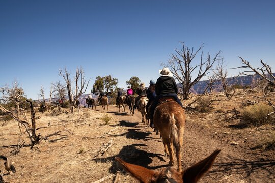 Group Mule Ride Along Grand Canyon South Rim
