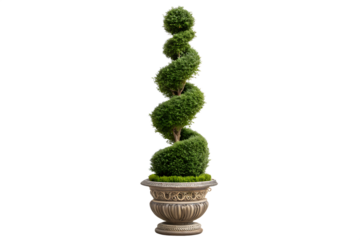 A topiary spiral tree in an ornate pot against a solid black background shot