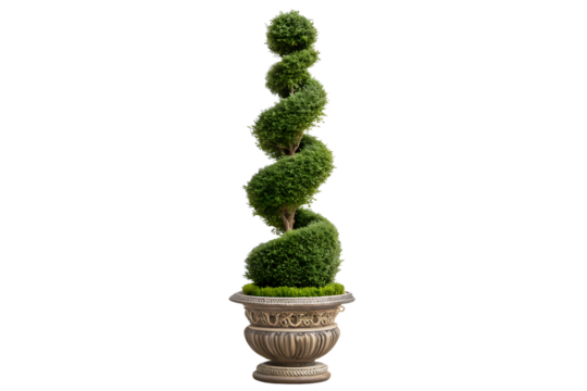 A topiary spiral tree in an ornate pot against a solid black background shot