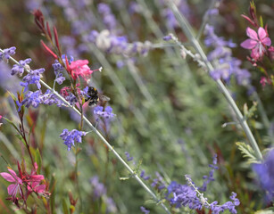 Decorative, wild flowers. Bee, bumblebee collecting nectar close-up. Watercolor,nature,garden,Warsaw.Ozdobne, dzikie kwiaty. Pszczoła, trzmiel zbierający nektar – zbliżenie. Polska,Warszawa