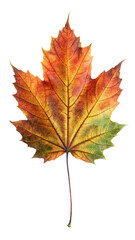 Single Autumn Maple Leaf: Vibrant Orange, Red, and Green Hues, Isolated on White Background