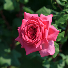 Beautiful pink rose bloom in a colorful garden filled with lush greenery during a sunny afternoon in spring