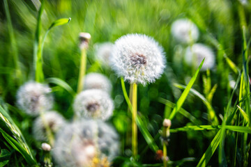 Airy dandelion in green grass