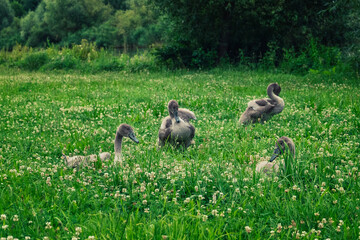 Four cygnets in the grass