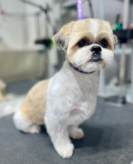 white and brown shih tzu dog sitting on grooming table after grooming . pet care . puppy look