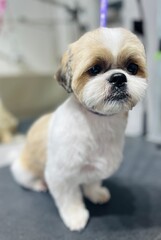 close up white and brown shih tzu dog sitting on grooming table after grooming . pet care