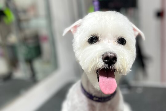 close up face cute white dog breed maltese after haircut and bathing with short summer haircut and short ears on blurred background. grooming . pet care