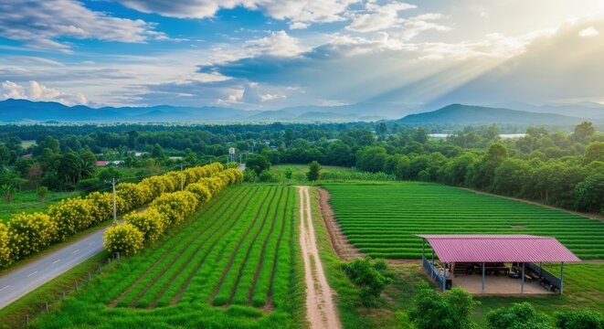 Aerial View of Lush Green Farmland with Yellow Flowers Under a Bright Sunny Sky