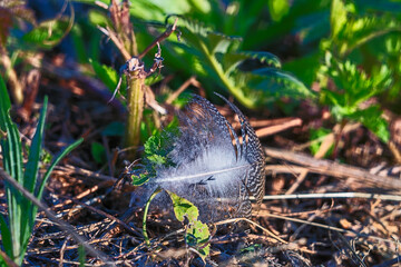 Small swan's feather in the grass