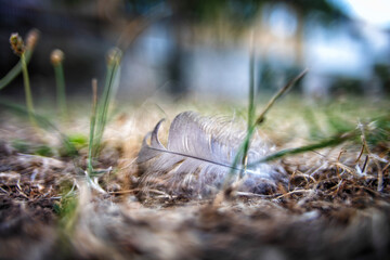 Swan feather in dreamy photo