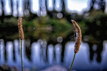 Web between plantain flowers