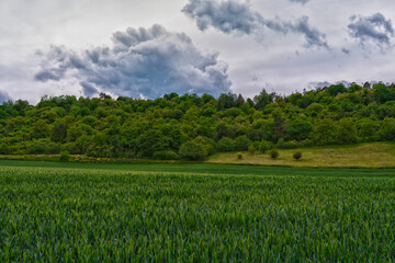 Wheat field, forest on a hill, clouds
