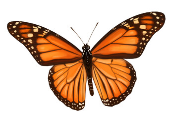 Obraz premium Realistic digital drawing of a beautiful monarch butterfly with open wings isolated on a white background