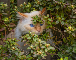 Birman cat hiding in a bush and peeking out
