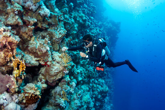 Scuba Diver Removing Fishing Life From the Coral Reef
