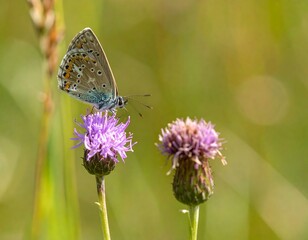 A butterfly rests on a flower