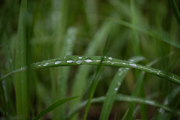 Raindrops on natural grass leaves