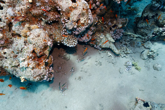 Broken Coral Pieces