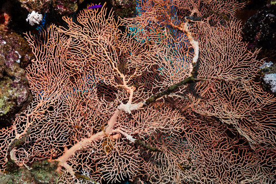 Coral Reef in Danger