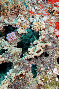 Damaged Coral Reef Background