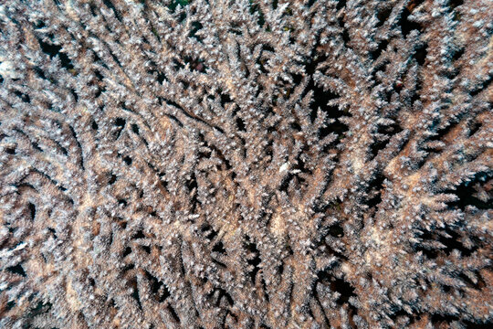 Close-Up of Coral Texture Showing Early Bleaching