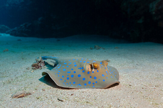 Portrait of a Blue Spotted Stingray