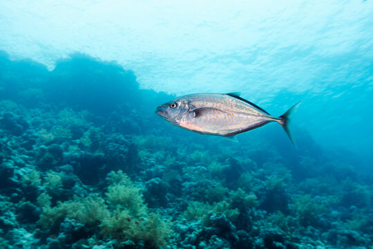 Orange-spotted Trevally