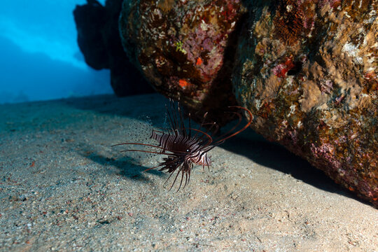 Juvenile Lionfish