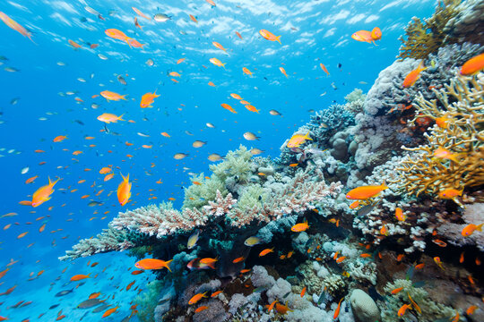 Vibrant Underwater Scene With Colorful Coral and Tropical Fish