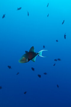 Triggerfish Shoal in Deep Blue Ocean