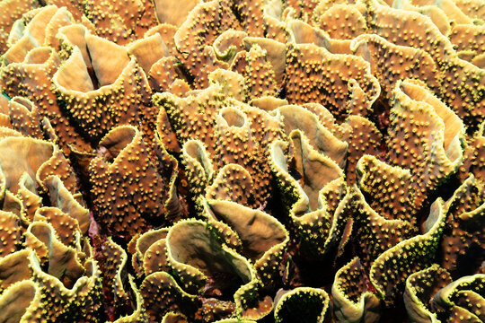 Texture of a Coral
