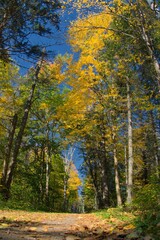 autumn in the forest