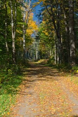 Obraz premium A Path in Forest in the Autumn