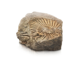 stone with the imprint of a fossil animal is highlighted on a transparent background