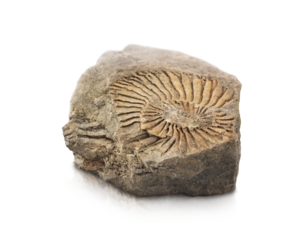 stone with the imprint of a fossil animal is highlighted on a transparent background