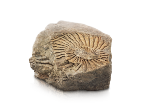 stone with the imprint of a fossil animal is highlighted on a transparent background